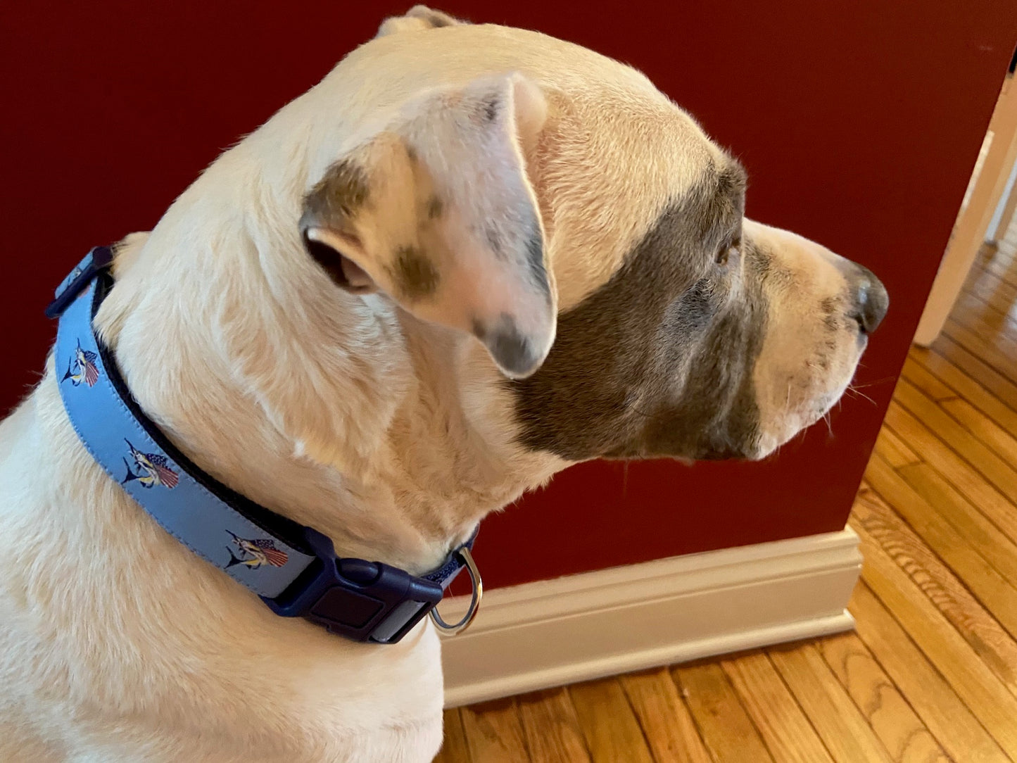 Jumping Sailfish Adjustable Dog Collar