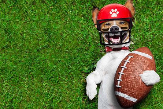 Your Sports Team Adjustable Dog Collar (Male Version)