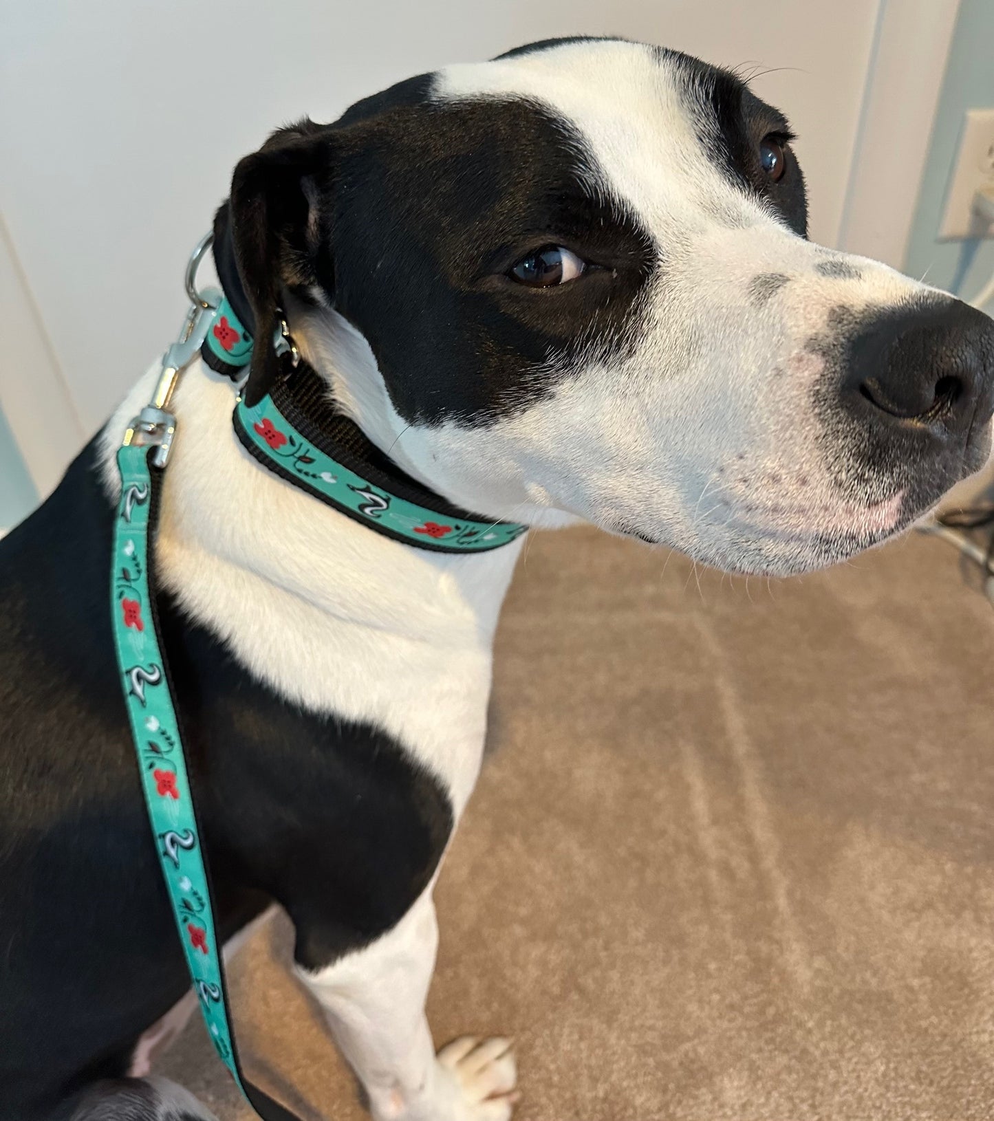 Little Stinker Skunk Adjustable Dog Collar